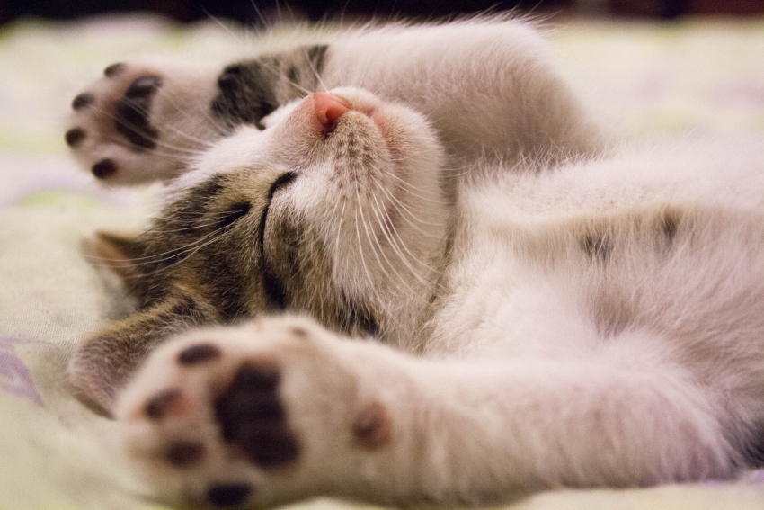 Toxoplasmose: A culpa não é do gato!
